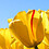 Sun_Flower