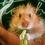 Tammy_han