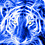 Tigris