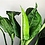 variegata